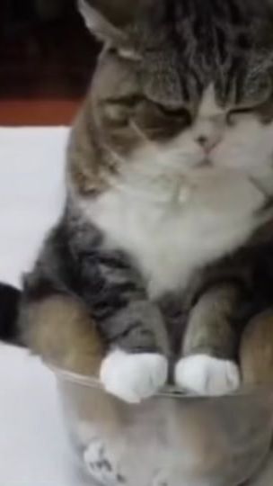 TikTok video thumbnail by cutepetallday