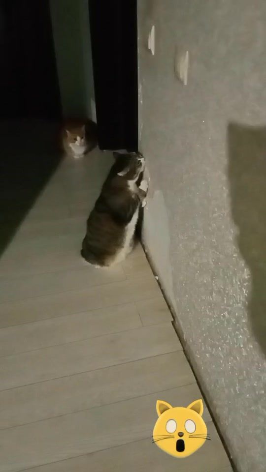 TikTok video thumbnail by nata18_18