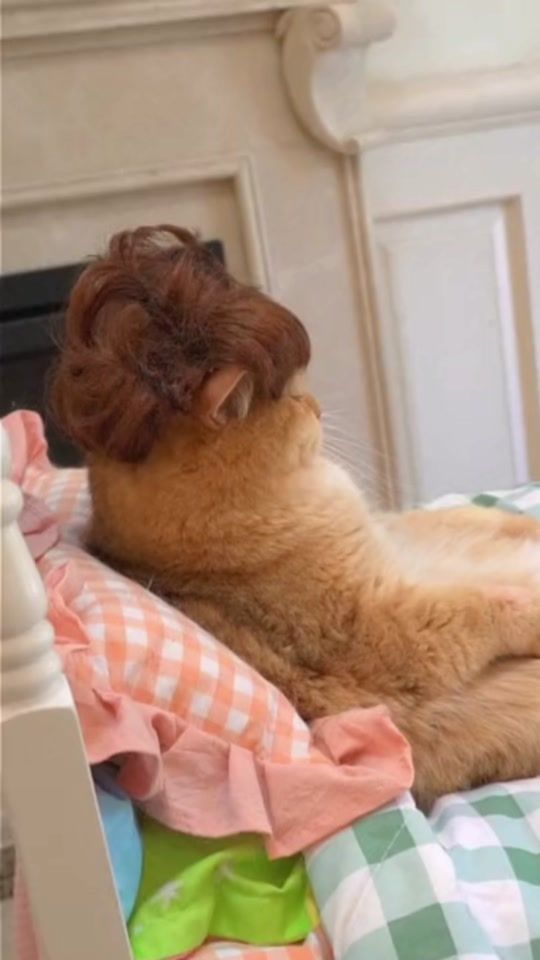 TikTok video thumbnail by happypets7788