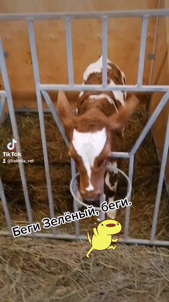 TikTok video thumbnail by ludmila_vet