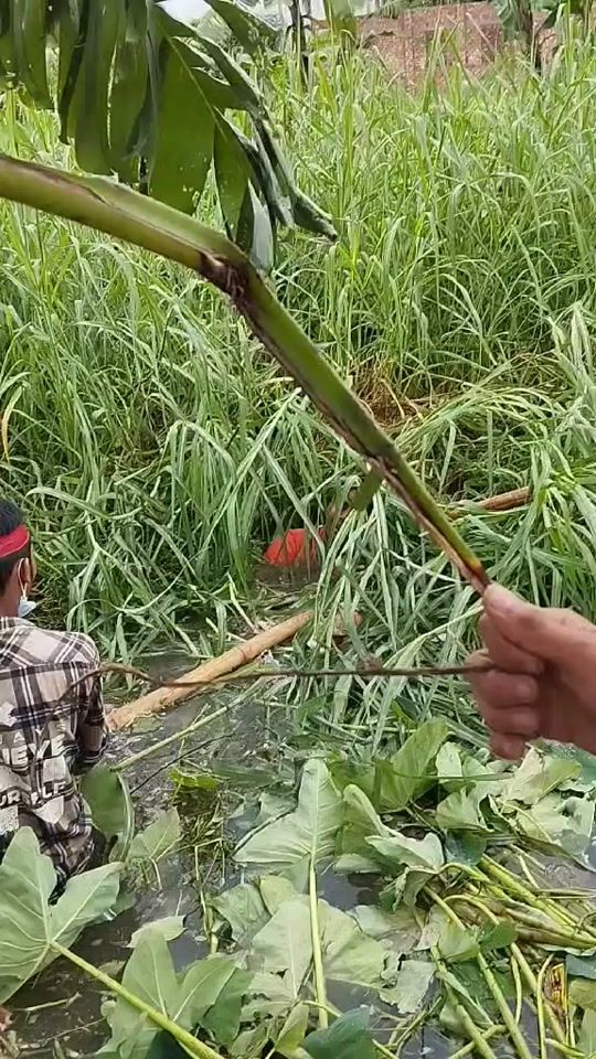 TikTok video thumbnail by siam2200