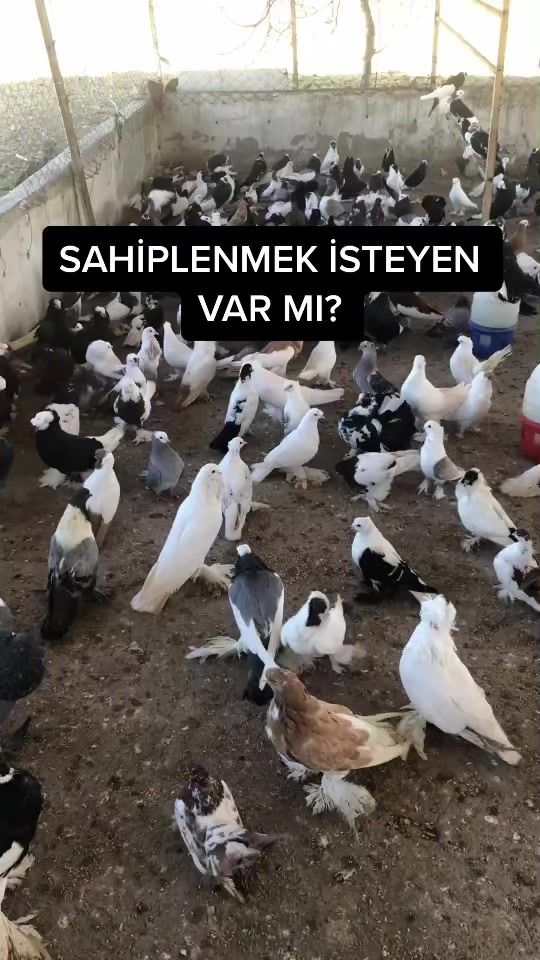 TikTok video thumbnail by osmn35