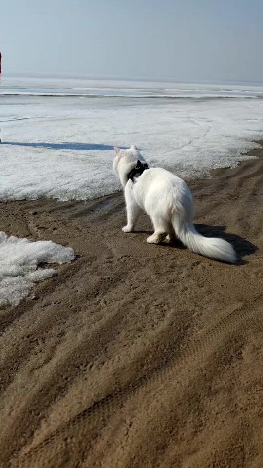 TikTok video thumbnail by catvankedisi