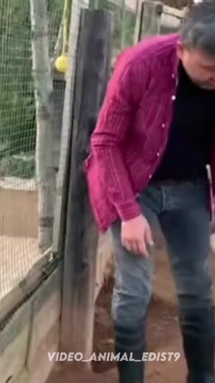 TikTok video thumbnail by video_animal_edits9
