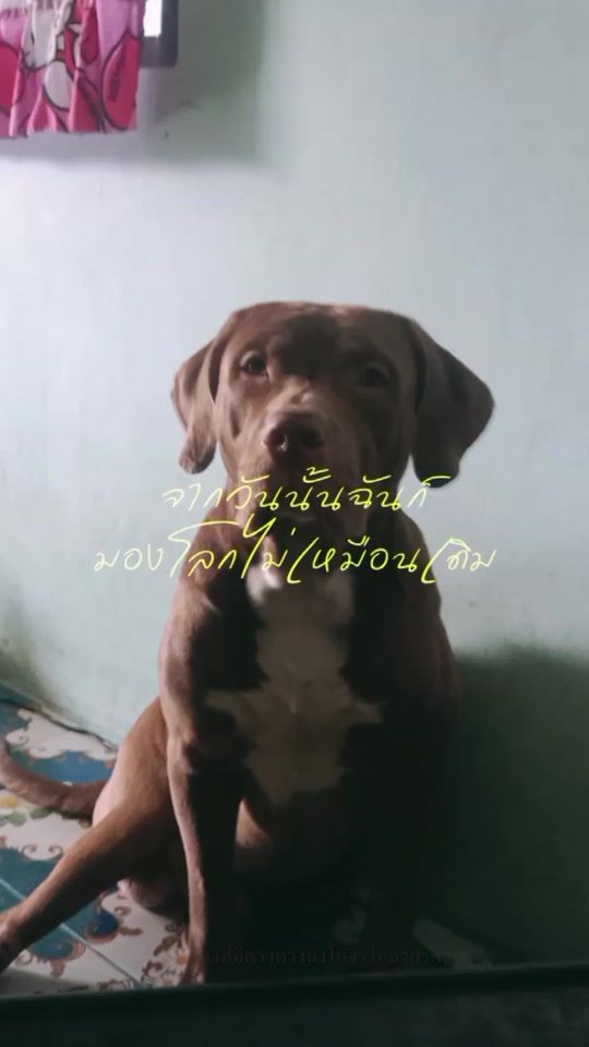TikTok video thumbnail by luffynaja