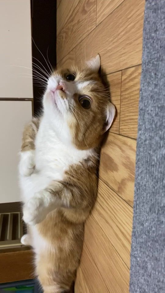 TikTok video thumbnail by cat_chu_life