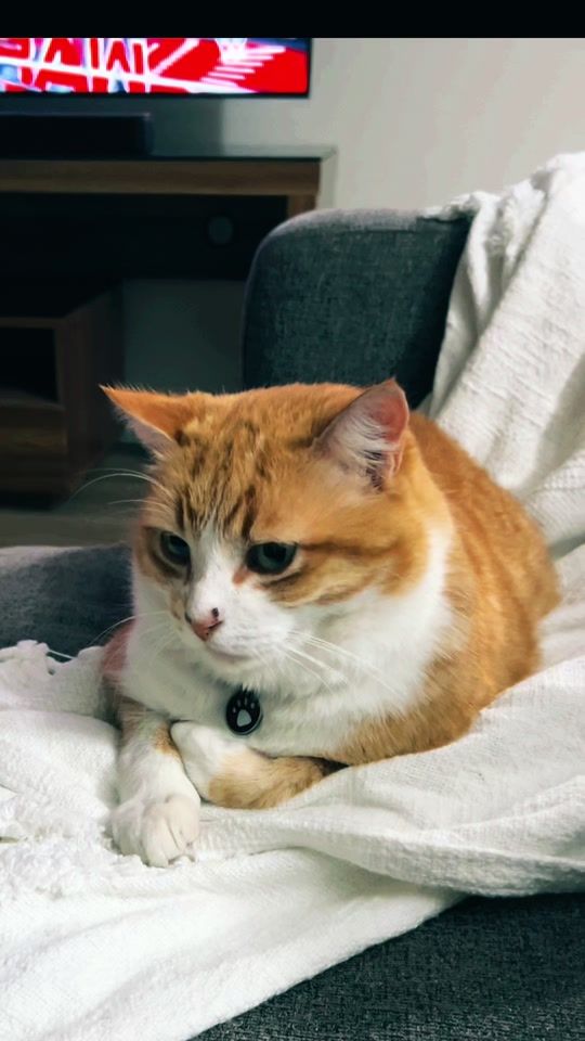 TikTok video thumbnail by shadyraro