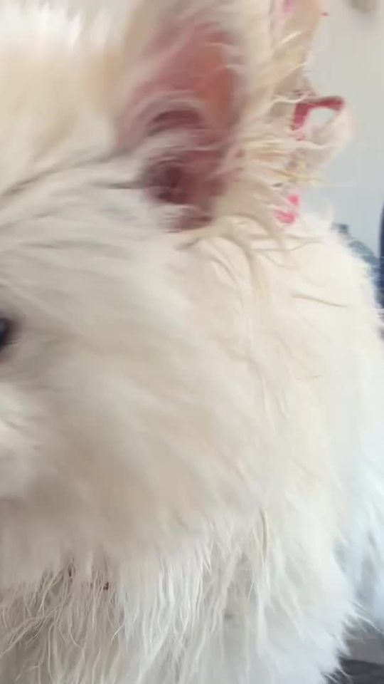 TikTok video thumbnail by amiiiii618