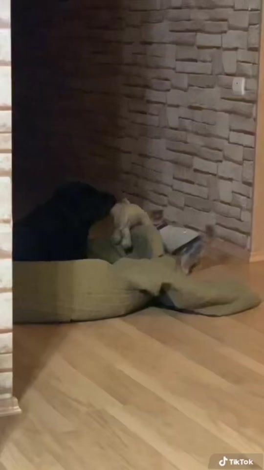 TikTok video thumbnail by varya.rotti.york