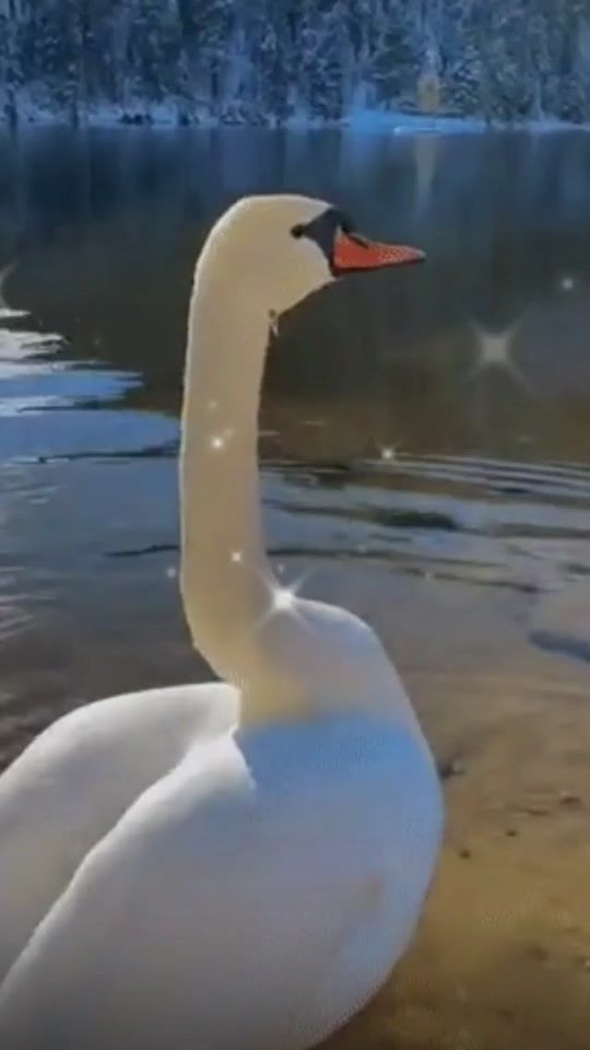 TikTok video thumbnail by lidija75