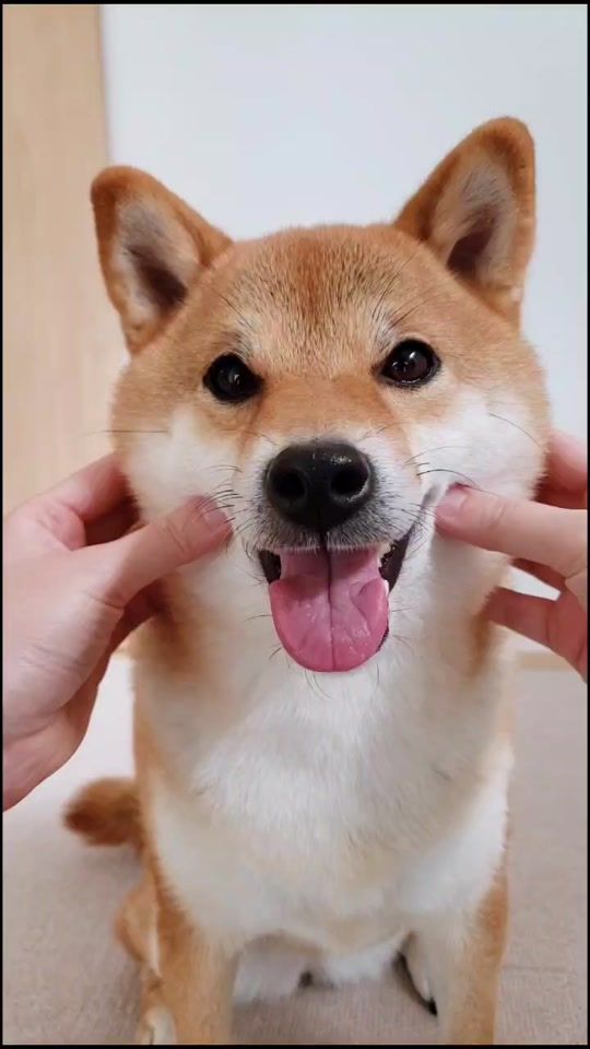 TikTok video thumbnail by shibakoma