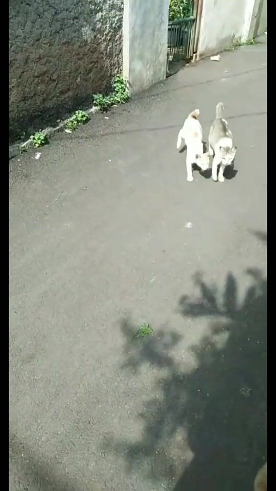 TikTok video thumbnail by shaggywewe