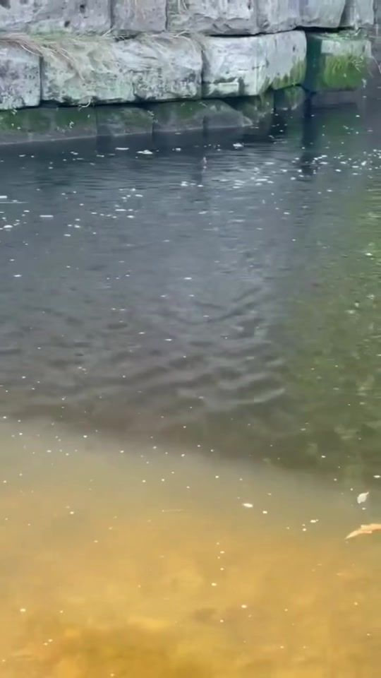 TikTok video thumbnail by catfishingace