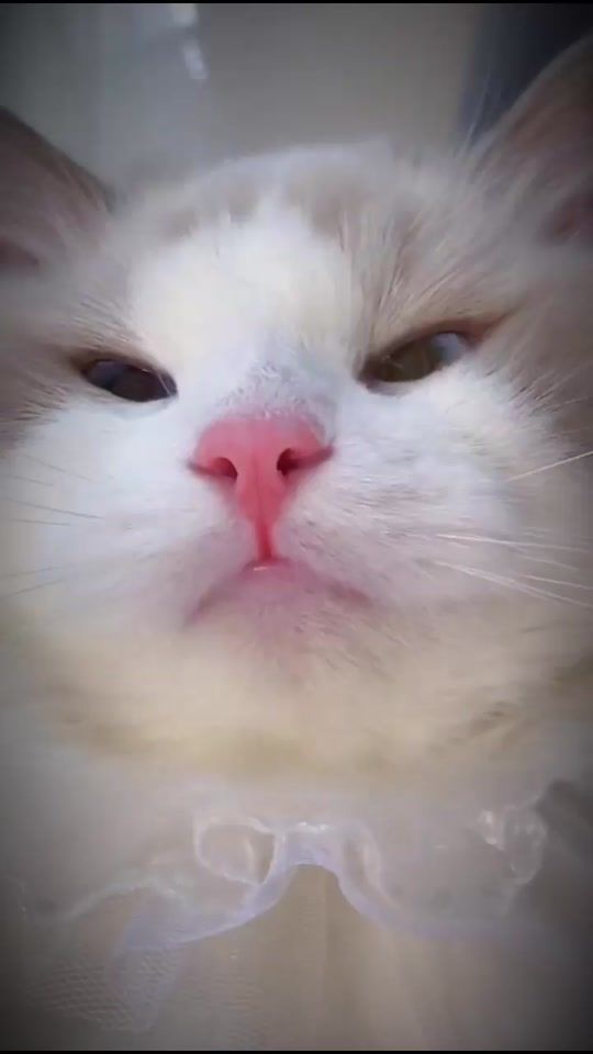 TikTok video thumbnail by kittenmeow555
