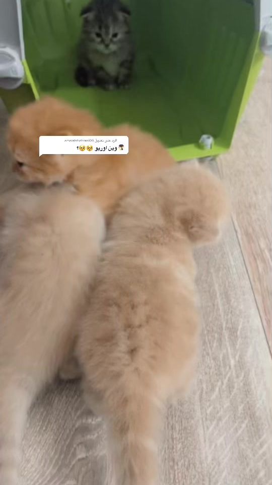 TikTok video thumbnail by amals21