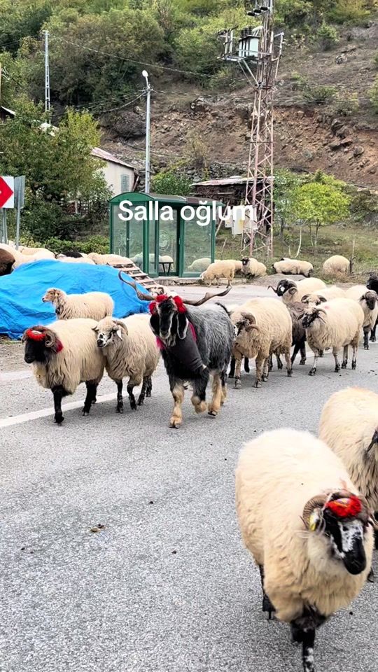 TikTok video thumbnail by user5xlqae19f2