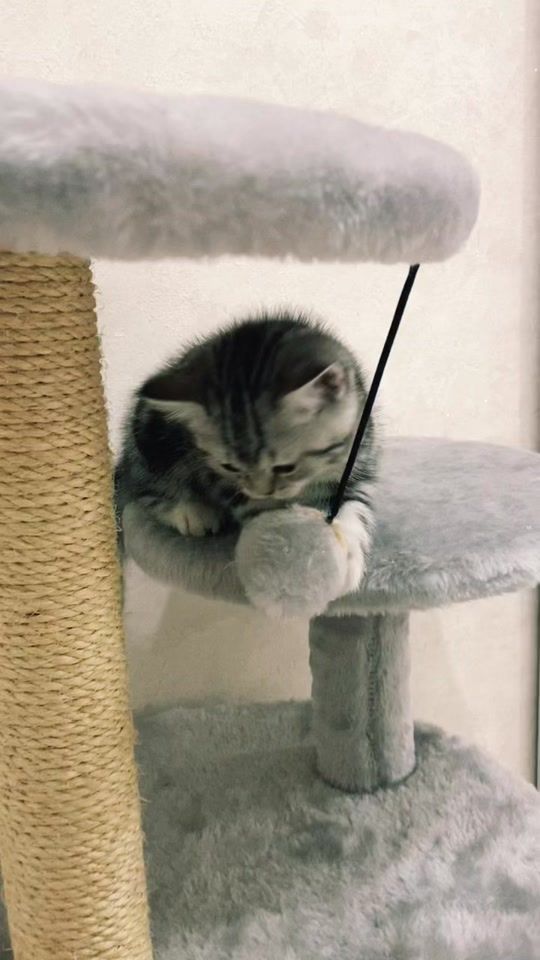 TikTok video thumbnail by lesenok2603