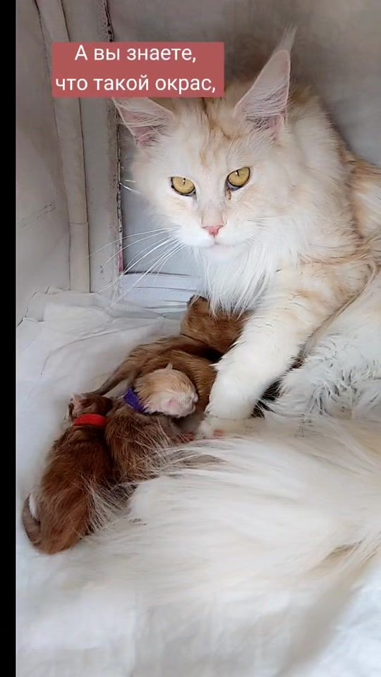 TikTok video thumbnail by karabasville