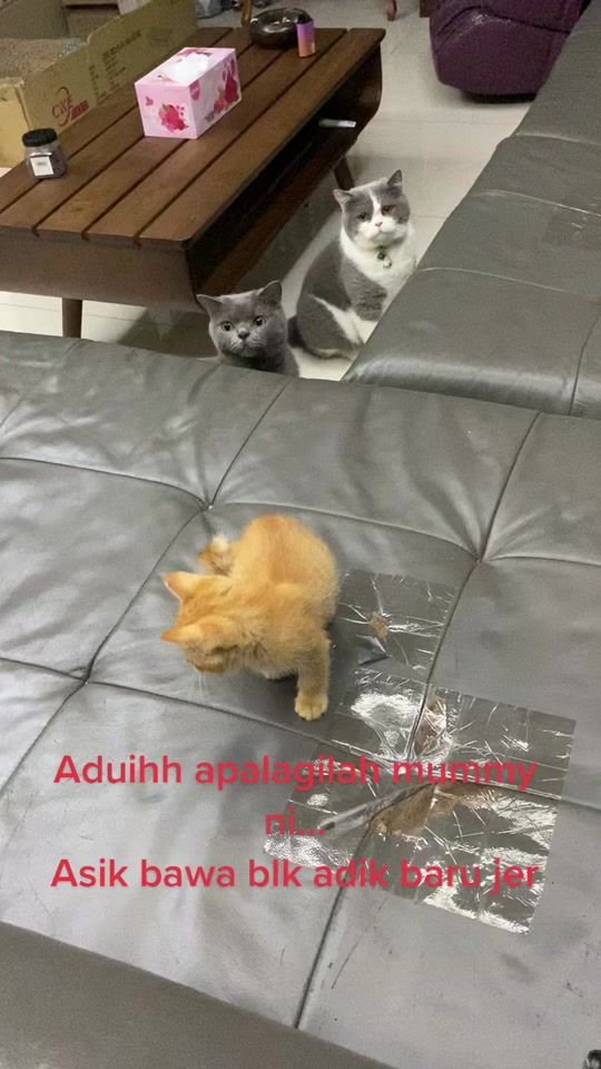 TikTok video thumbnail by arrash99