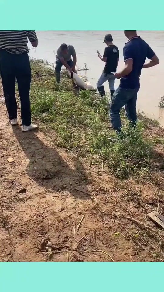 TikTok video thumbnail by salmanfarsisohan