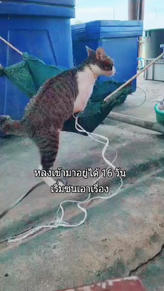 TikTok video thumbnail by be.boonjeen
