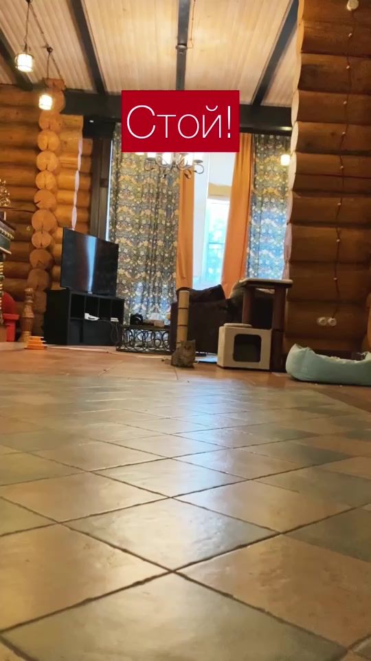 TikTok video thumbnail by cat.marcel.manchkin