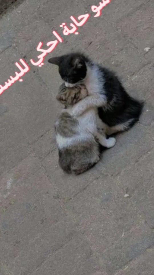 TikTok video thumbnail by kenan.002.0