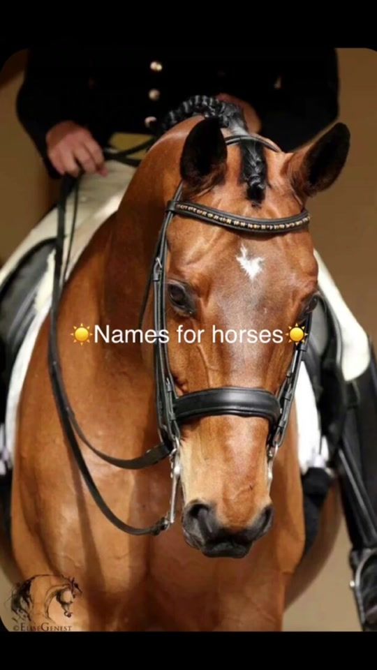 TikTok video thumbnail by namesforhorses