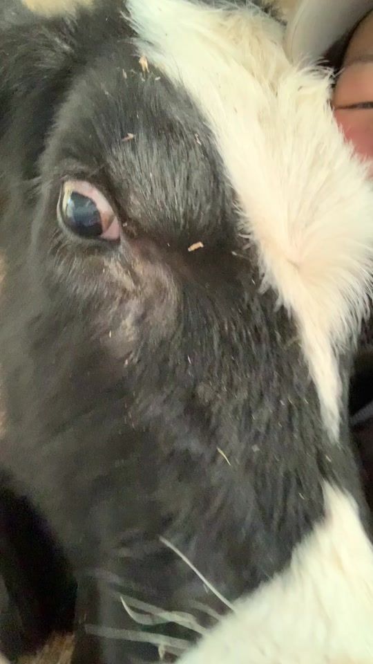 TikTok video thumbnail by osoma_mooo
