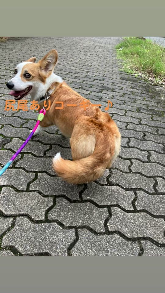 TikTok video thumbnail by everydaycorgi2023.6