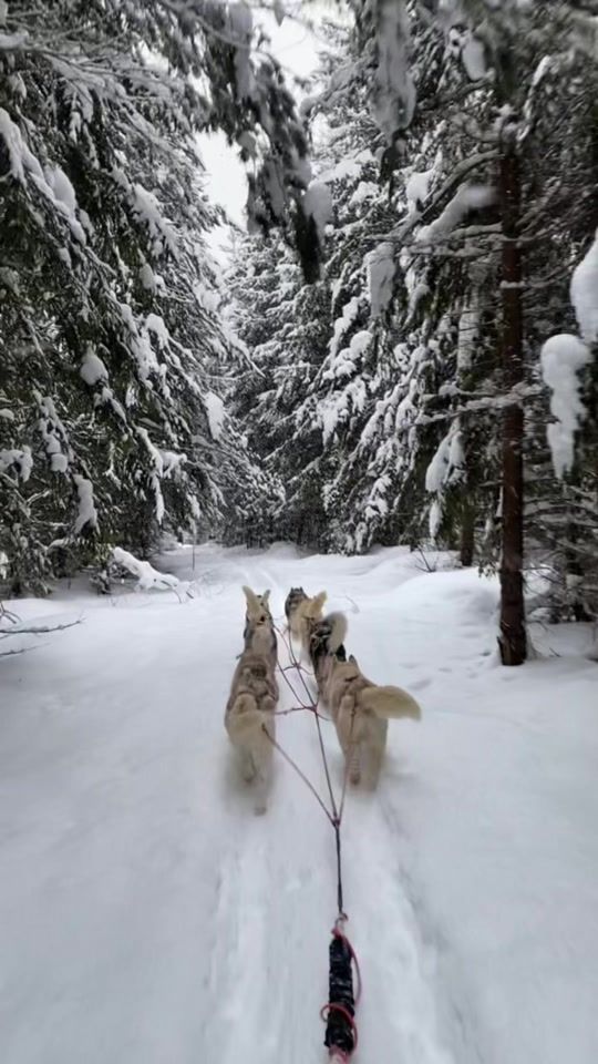 TikTok video thumbnail by husky.bro