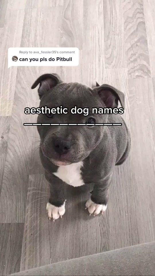 TikTok video thumbnail by aesthetic_dog_names