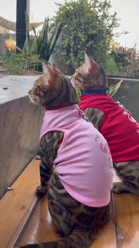 TikTok video thumbnail by lulwa.salem