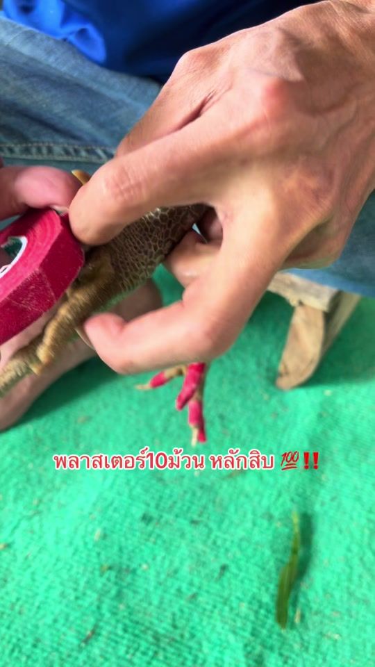 TikTok video thumbnail by kittipat_9