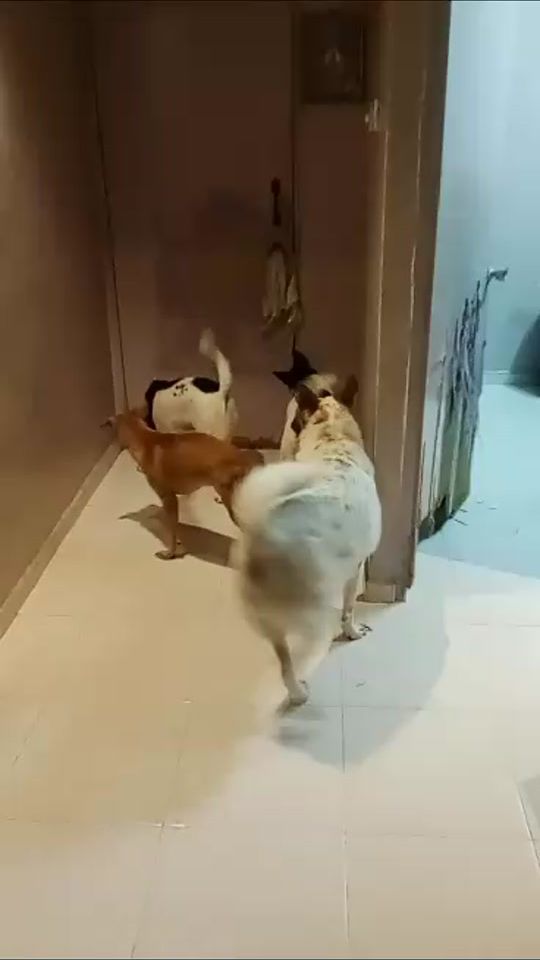 TikTok video thumbnail by cellahpuppylove