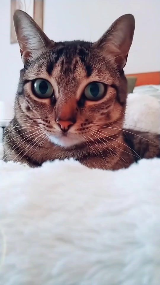 TikTok video thumbnail by indiacaty4