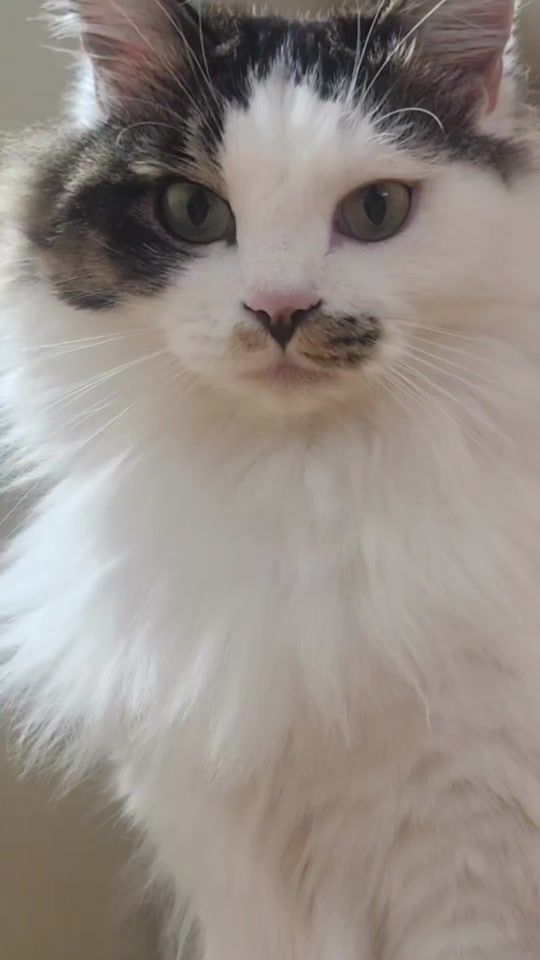TikTok video thumbnail by tiktokneko123