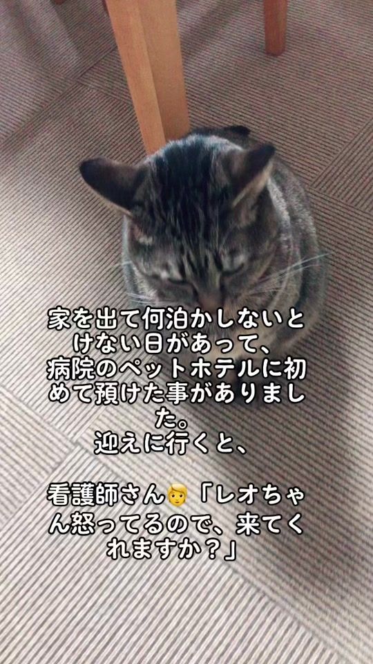 TikTok video thumbnail by 358reo