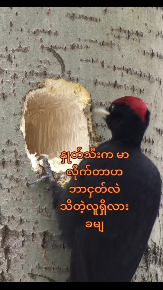 TikTok video thumbnail by u.zaw559