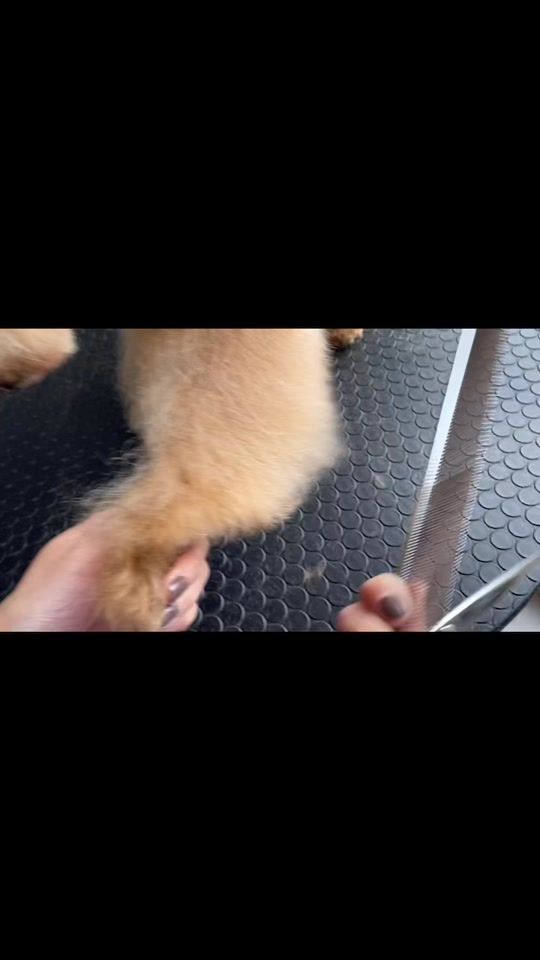 TikTok video thumbnail by horohorojun