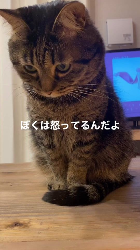 TikTok video thumbnail by kitto_kijitora