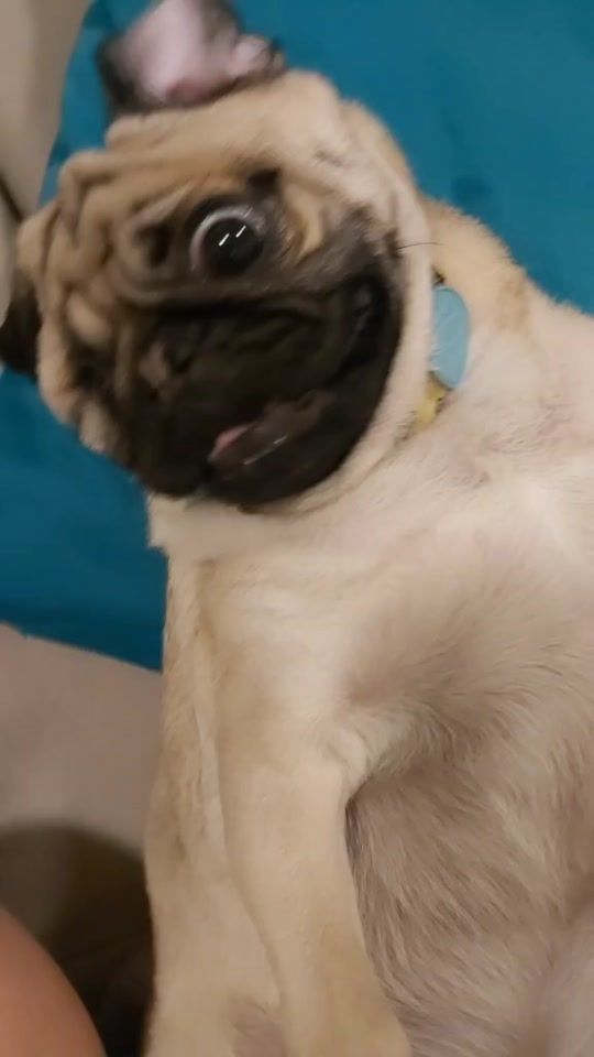 TikTok video thumbnail by pug.benji