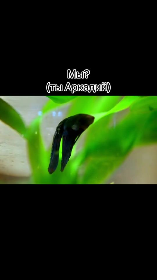 TikTok video thumbnail by weniixss