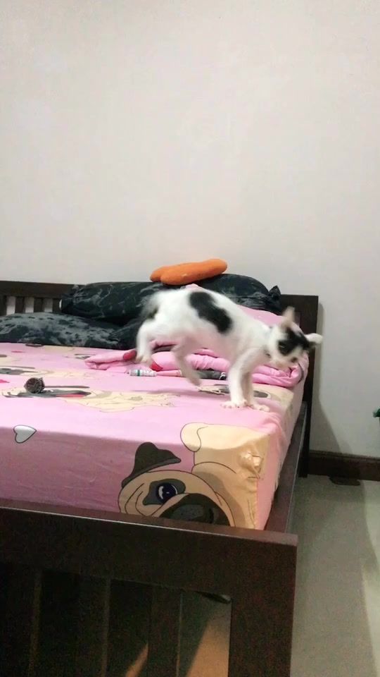 TikTok video thumbnail by tang_bahh