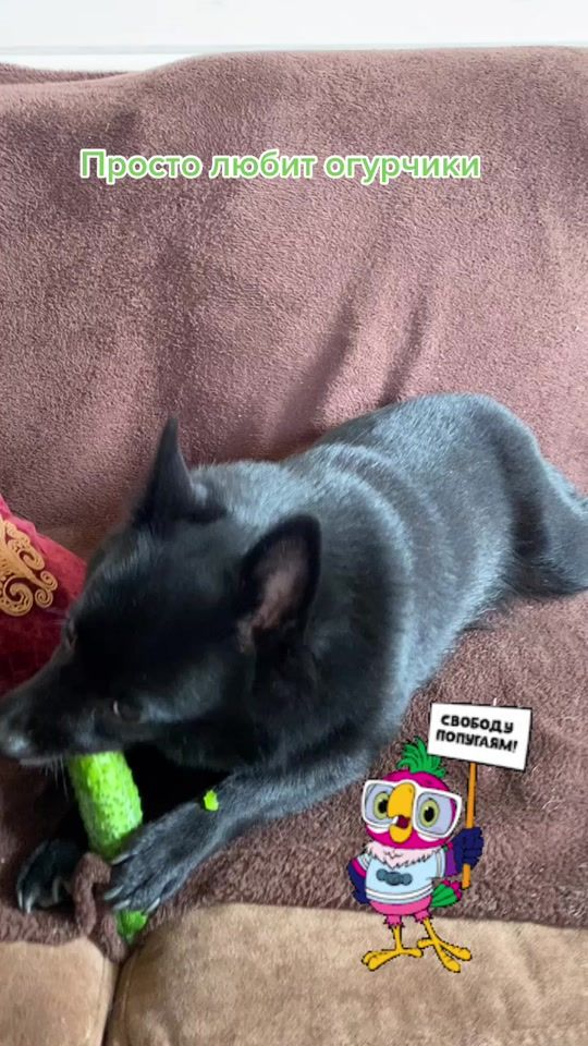 TikTok video thumbnail by belka1315