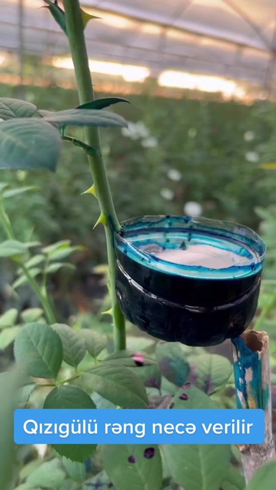 TikTok video thumbnail by rufan_amiraslanov
