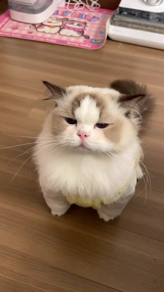 TikTok video thumbnail by rosiemai21