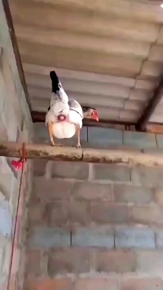 TikTok video thumbnail by idawkwk24