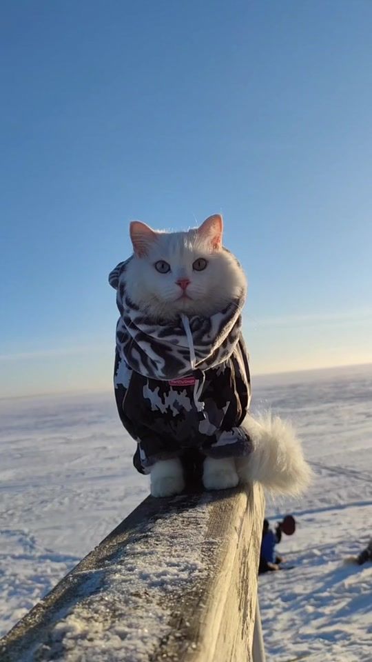 TikTok video thumbnail by catvankedisi