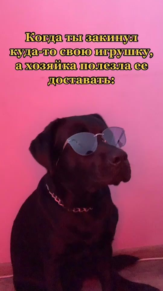 TikTok video thumbnail by labrador.archi